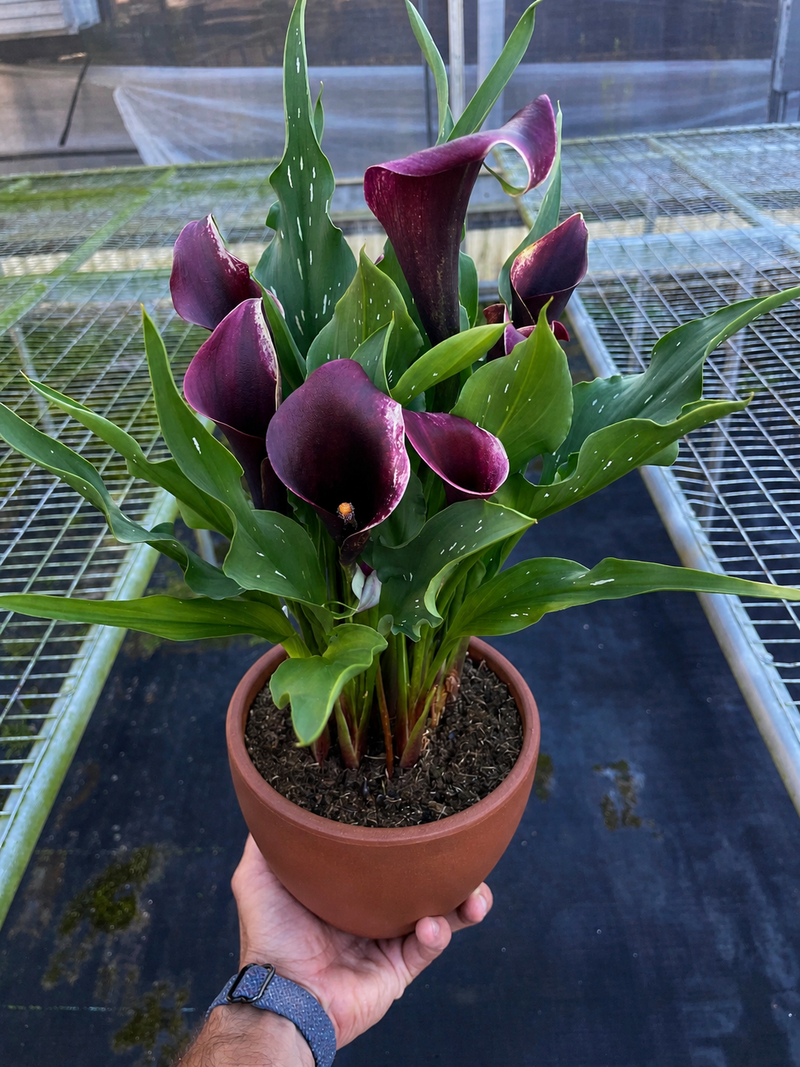 Load image into Gallery viewer, Calla Lily
