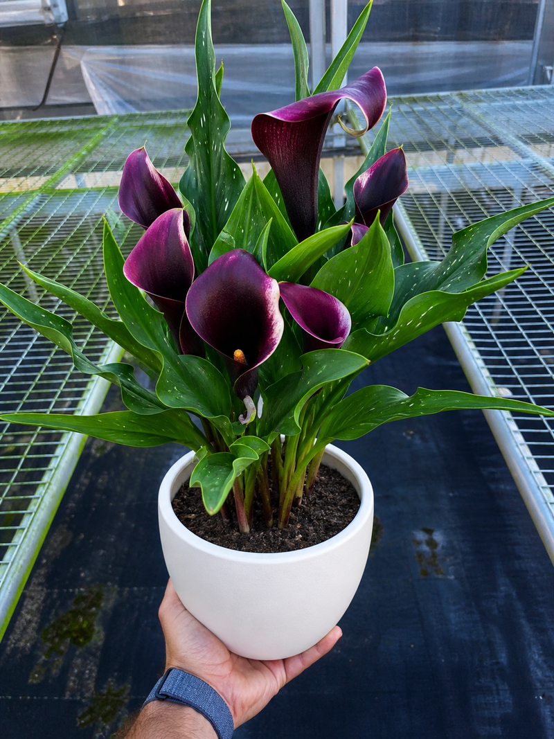 Load image into Gallery viewer, Calla Lily
