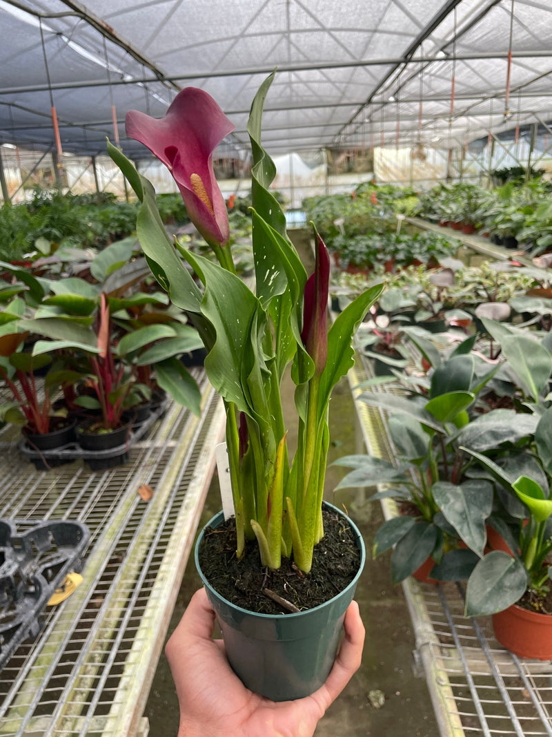Load image into Gallery viewer, Calla Lily
