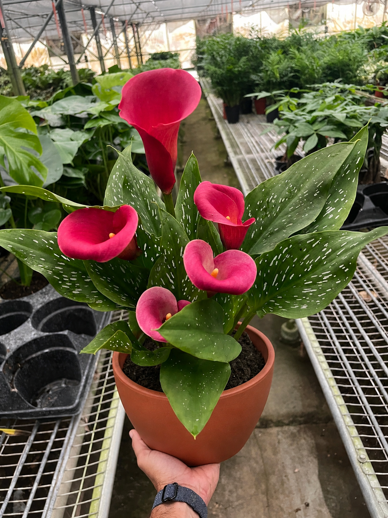 Load image into Gallery viewer, Calla Lily
