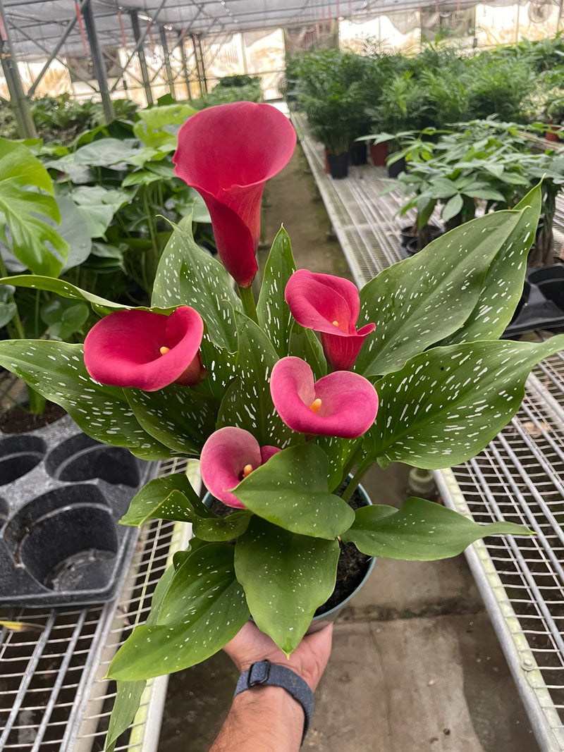 Load image into Gallery viewer, Calla Lily

