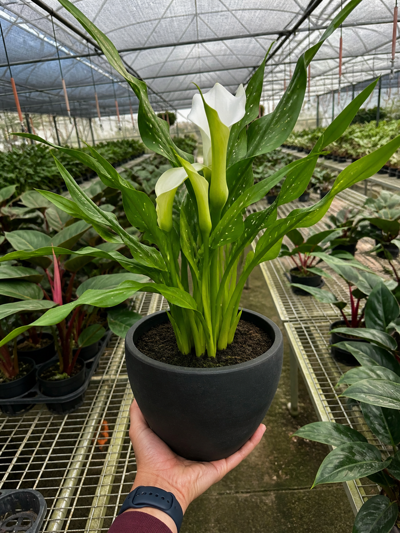 Load image into Gallery viewer, Calla Lily
