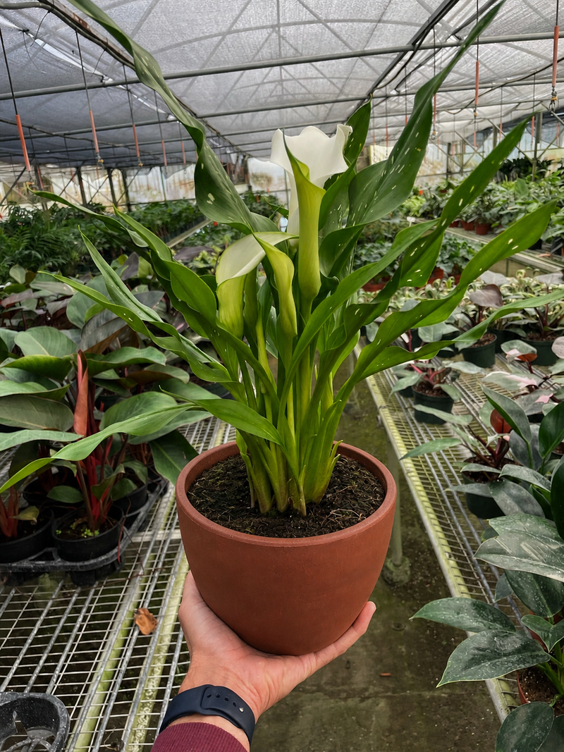 Load image into Gallery viewer, Calla Lily
