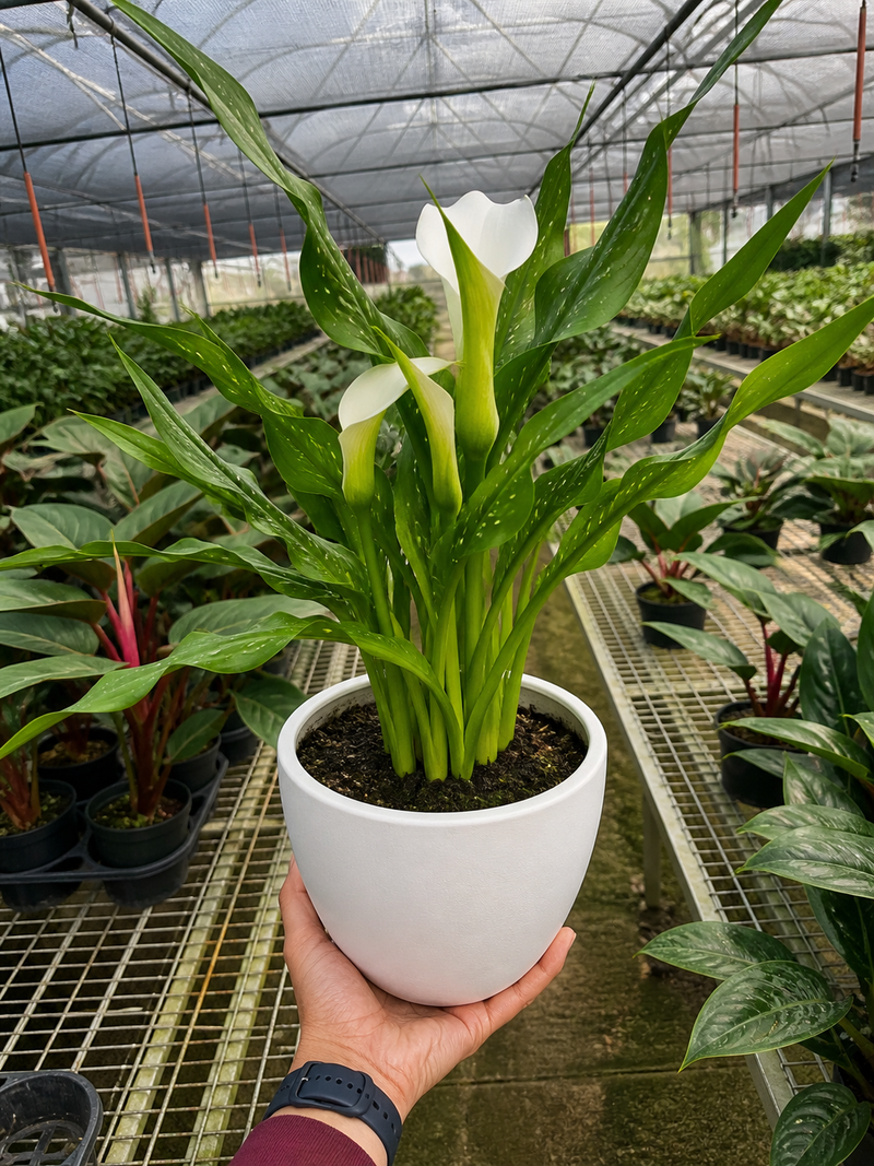 Load image into Gallery viewer, Calla Lily
