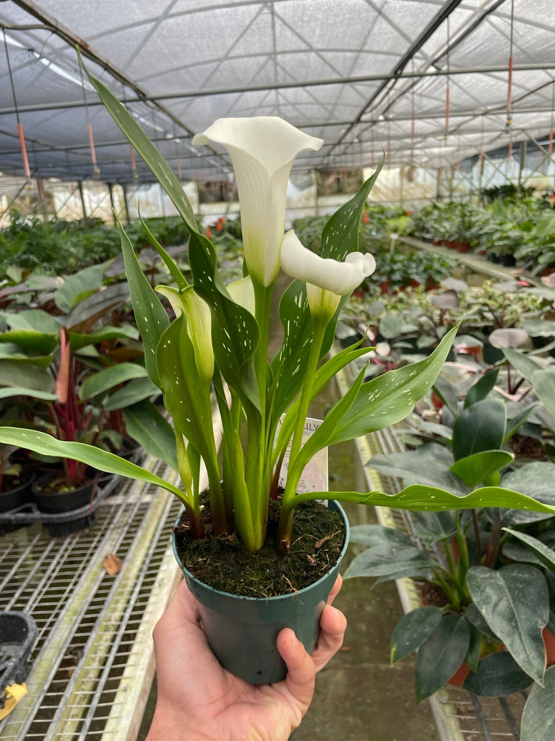 Load image into Gallery viewer, Calla Lily
