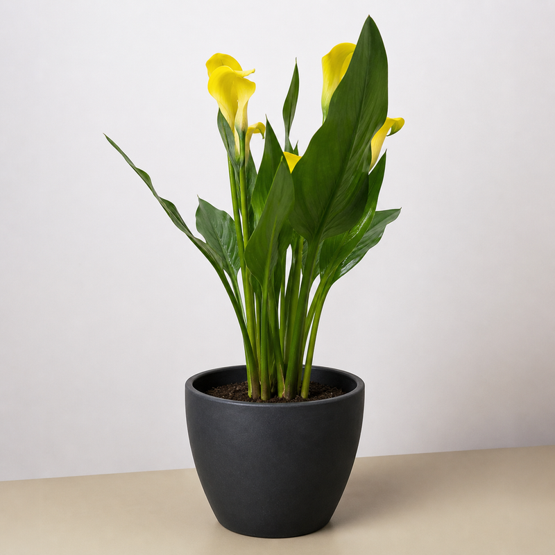 Load image into Gallery viewer, Calla Lily
