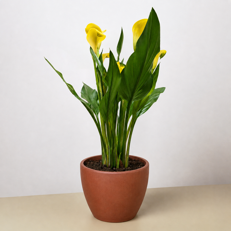 Load image into Gallery viewer, Calla Lily

