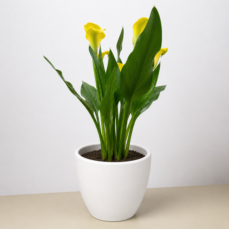 Load image into Gallery viewer, Calla Lily
