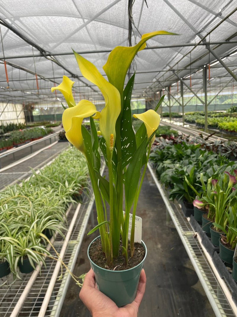 Load image into Gallery viewer, Calla Lily
