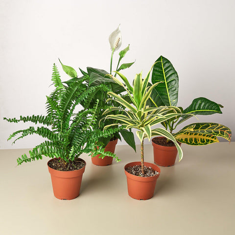 Air purifying plant variety bundle