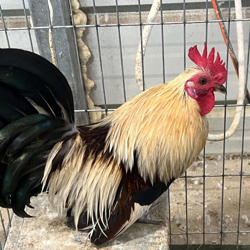 Load image into Gallery viewer, 6 Rare Serama Bantam Hatching Eggs – World’s Smallest Chicken – Fertile &amp; Freshly Collected
