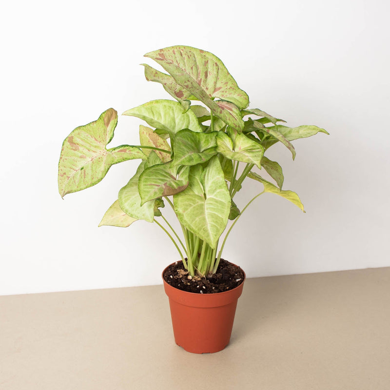 Load image into Gallery viewer, Syngonium 'Confetti'
