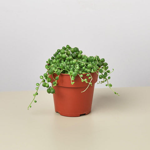 Succulent String of Pearls