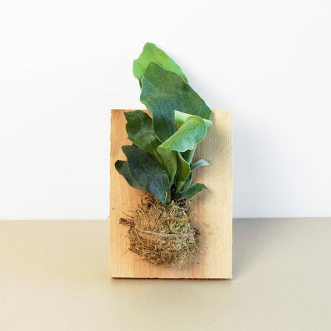 Staghorn fern on wood mount