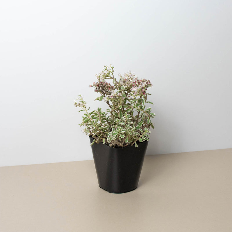 Load image into Gallery viewer, Sedum Tricolor
