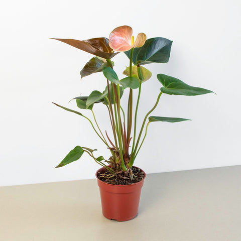 Anthurium Rainbow Champion, 4-inch pot