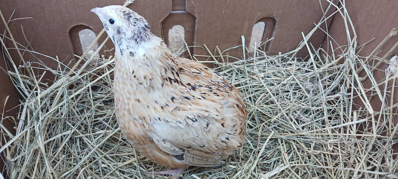 Load image into Gallery viewer, Jumbo Italian Quail Hatching Eggs
