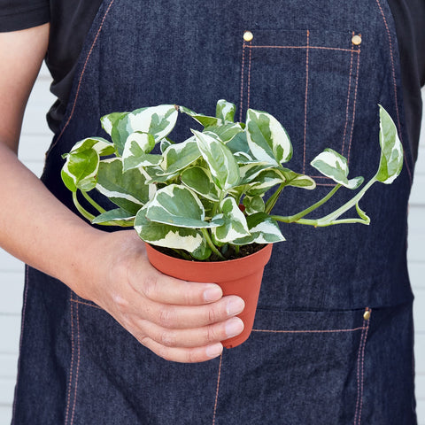 Pothos 'N'joy', additional product view 2