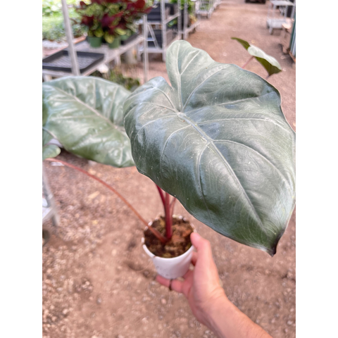 Alocasia Yucatan Princess, 4-inch pot