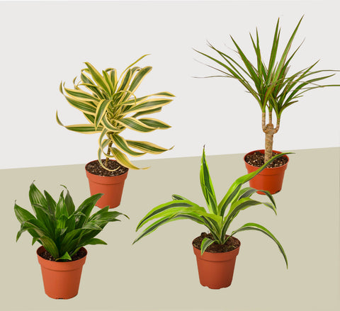 4 Dracaena variety pack, 4-inch pot