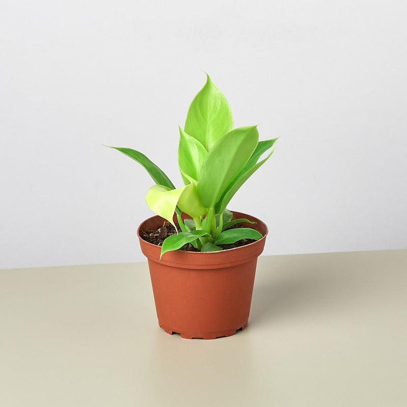 Load image into Gallery viewer, Philodendron 'Moonlight'

