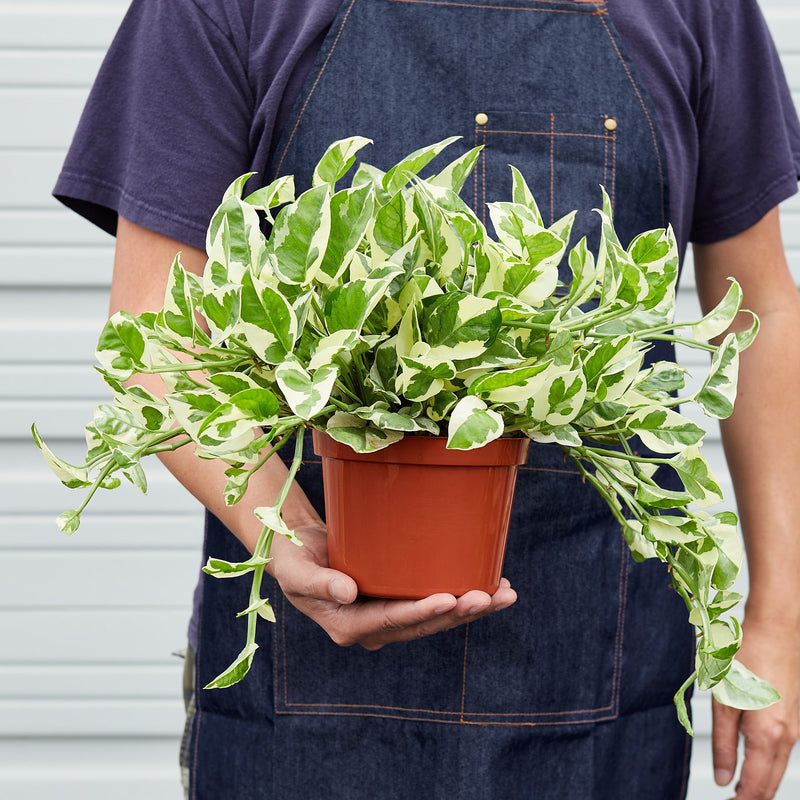 Load image into Gallery viewer, Pothos 'N'joy'
