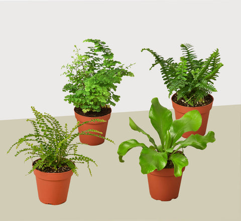4 fern variety pack, 4-inch pot