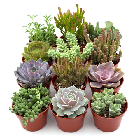 Assorted Succulent Variety, additional product view 2