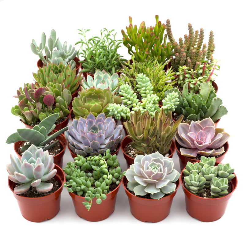 Load image into Gallery viewer, Assorted Succulent Variety
