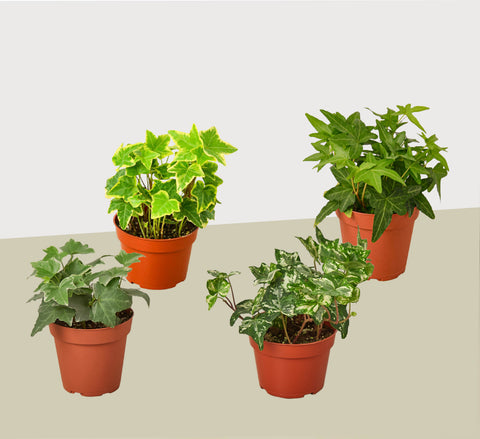 4 English Ivy variety pack, 4-inch pots
