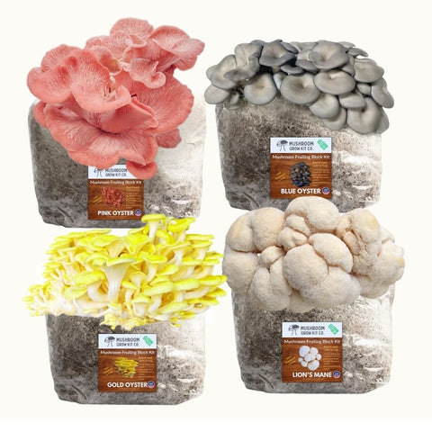 4-pack Lion's Mane, gold, pink and blue oyster fruiting blocks