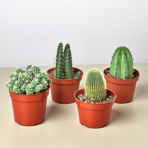4 cacti variety bundle, 4-inch pots
