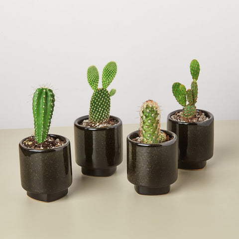 4 pre-potted cacti variety pack, 3-inch pot