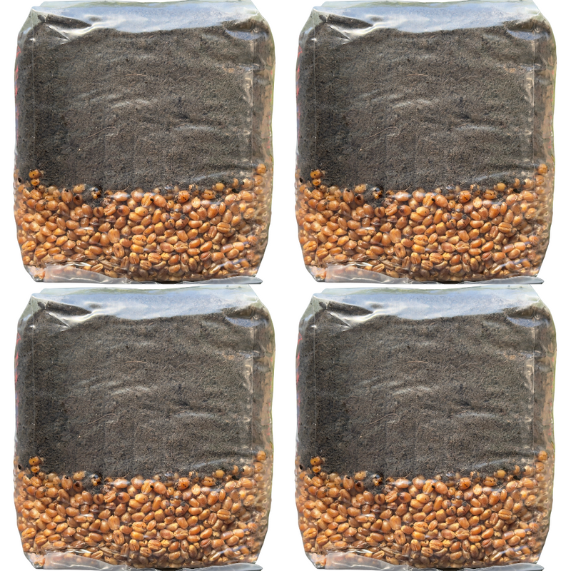 Load image into Gallery viewer, Mushroom Grow Kit - 4 Pack - All In One Mushroom Grow Bags
