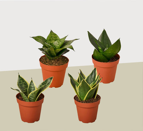 4 snake plant variety pack, 4-inch pots