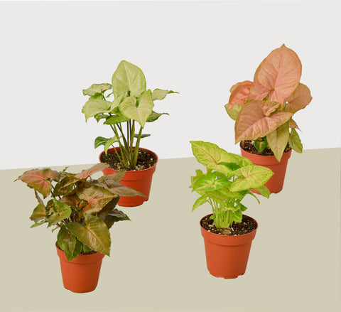 4 Syngonium arrowhead plant variety pack, 4-inch pot