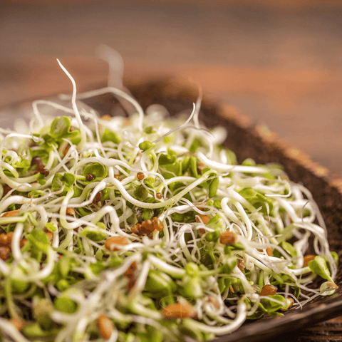 5 Part Salad Mix Sprout seeds package, 1,000 count, GrowTime Garden Supply