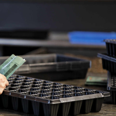 50 Cell Seed Planting Trays, shown in use