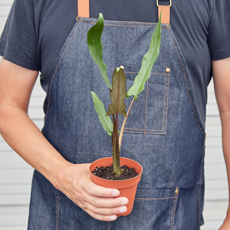 Load image into Gallery viewer, Alocasia 'Purple Sword'
