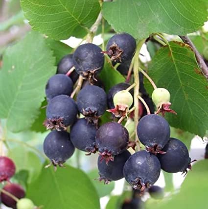 Organic Saskatoon Serviceberry seeds package, GrowTime Garden Supply