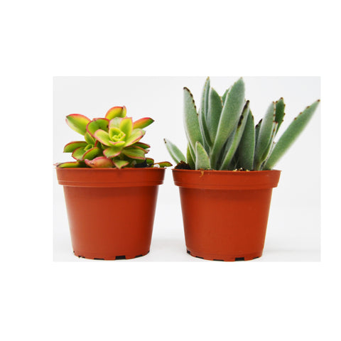 2 succulent variety pack, 4-inch pot