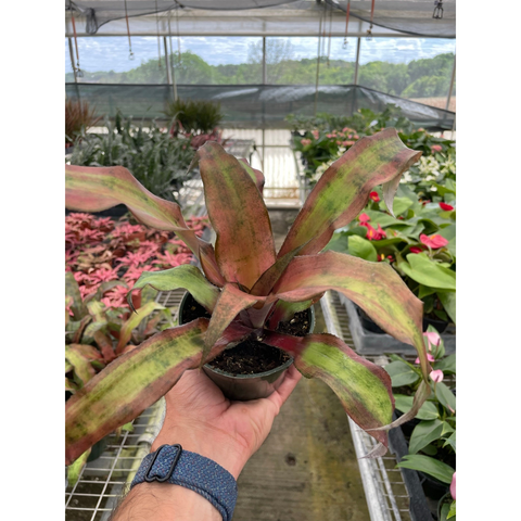 Cryptanthus Calypso