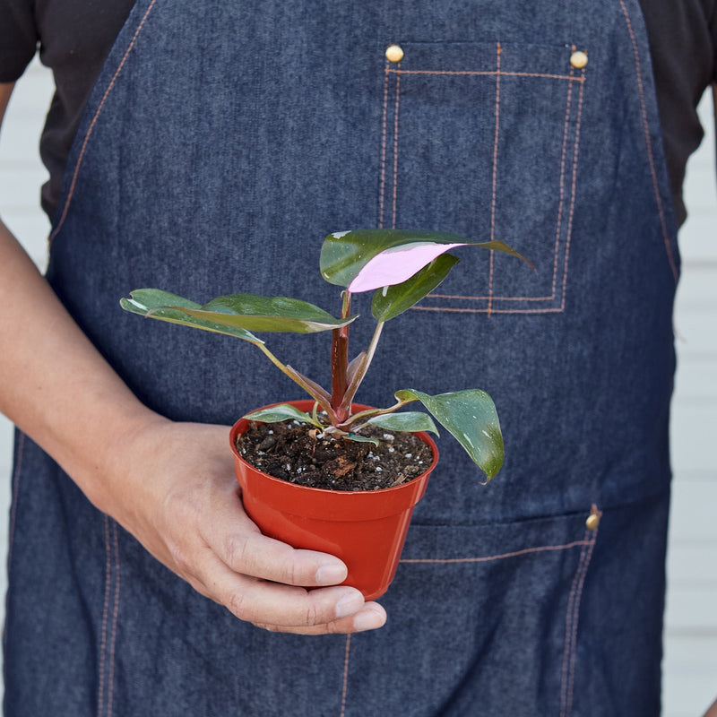 Load image into Gallery viewer, Philodendron 'Pink Princess'
