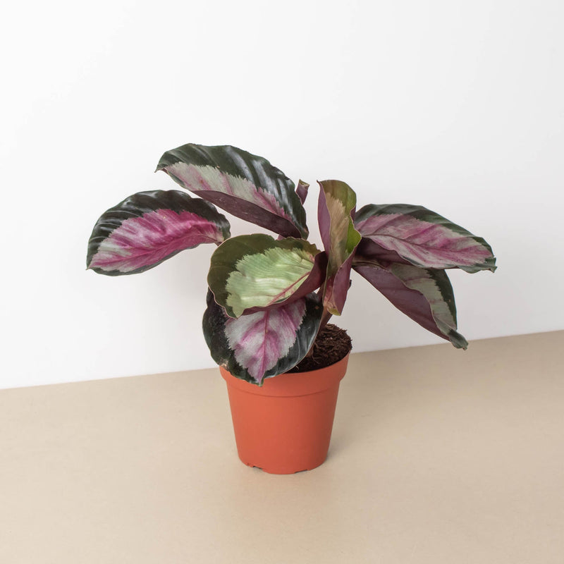 Load image into Gallery viewer, Calathea roseopicta 'Silvia'

