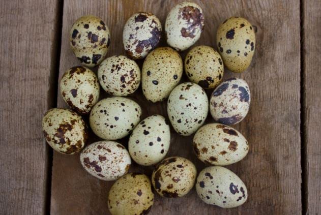 Load image into Gallery viewer, Coturnix Quail Fertile Hatching Eggs, 12 Count, Carefully Sourced and Selected for Quality, Ideal for Incubation and Sustainable Egg Hatching from Family Farms and Hatcheries picked daily fresh
