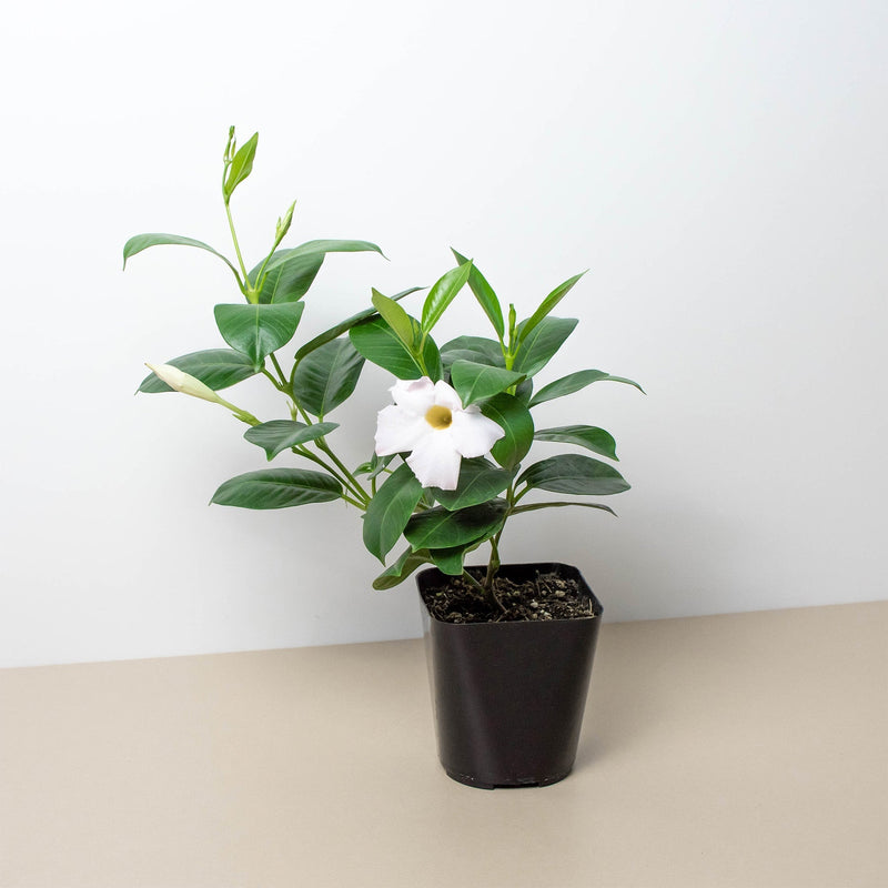 Load image into Gallery viewer, Dipladenia Premier Hot Pink
