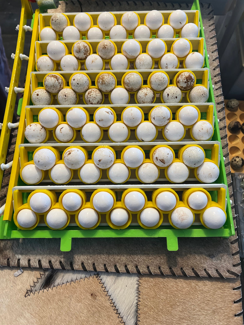 Load image into Gallery viewer, Georgia Giant Quail Hatching Eggs

