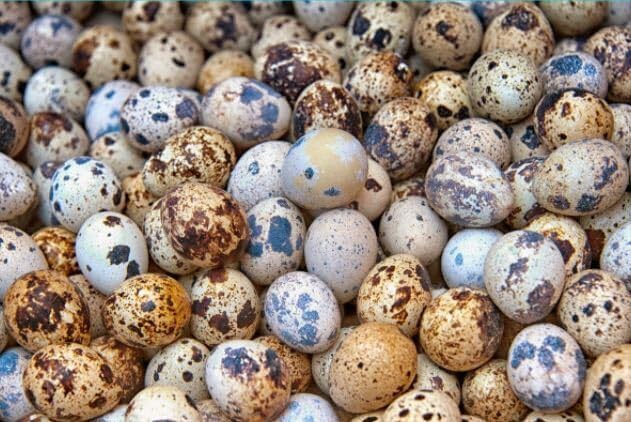 Load image into Gallery viewer, Fertile OZ Collection Quail Eggs for Hatching – Coturnix Quail Eggs – Ideal for Incubation, Breeding, and Backyard Farming
