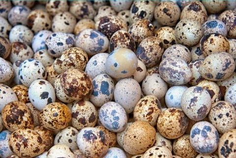 Fertile OZ collection quail hatching eggs