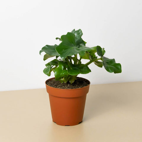 Philodendron Atom